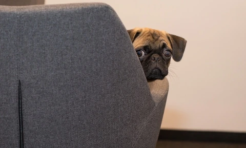 Dog In A dog-friendly serviced office in landmark