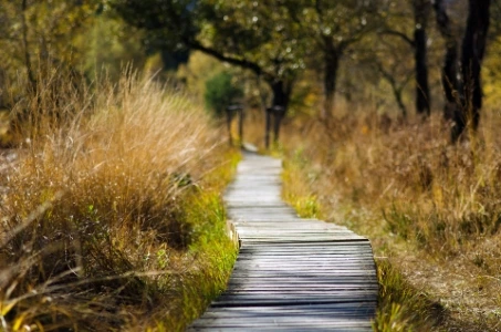 a wooden track like the nature walks around reading green park